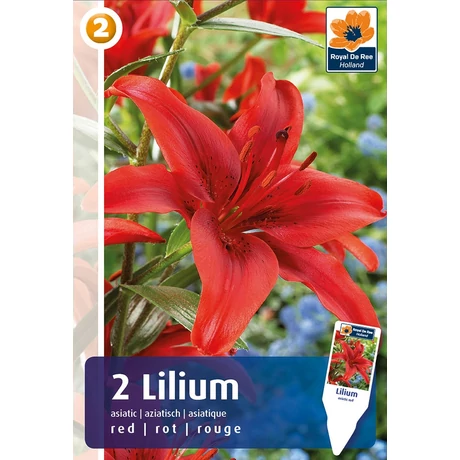 Vh08255 Liliom Asiatic Red 2db/cs