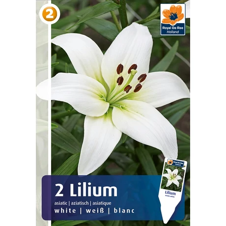 Vh08261 Liliom Asiatic White 2db/cs