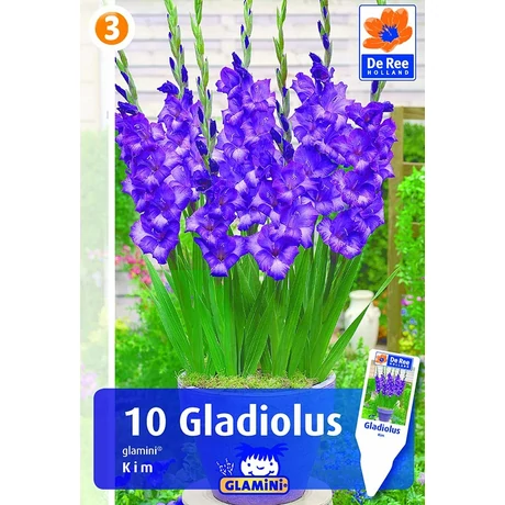 Vh08579 Gladiolus Glamini Kim