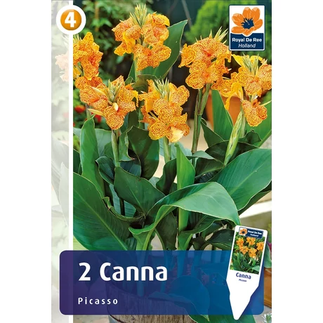 Vh08393 Canna Picasso 2db/cs