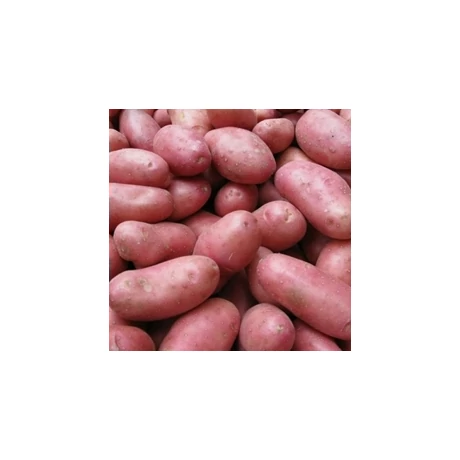 Burgonya Cherie 50db-os "A" 25-30mm FR