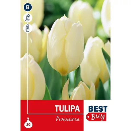 Vh 16007 Tulipa Fosteriana Purissima 5db/cs 10/11