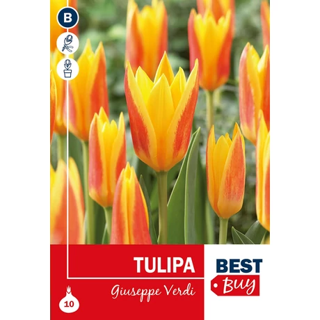 Vh 16008 Tulipa Kaufm. Giuseppe Verdi 5db/cs 10/11