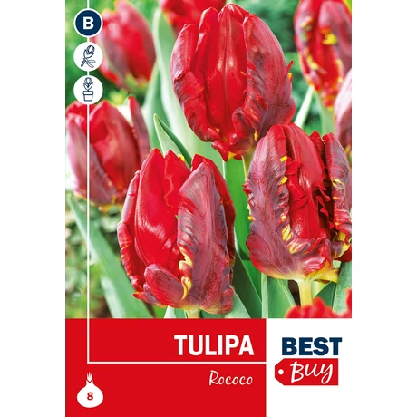 Vh 16035 Tulipa Parrot Rococo 5db/cs 10/11