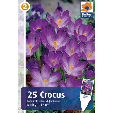 Vh 16353 Crocus Botanical Ruby Giant 25db/cs 5/+