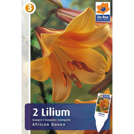 Vh 16355 Lilium Trumpet African Queen 2db/cs 18/20