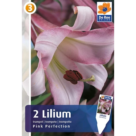 Vh 16356 Lilium Trumpet Pink Perfection 2db/cs 18/20