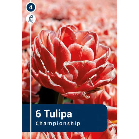 Vh 16359 Tulipa double early Championship 6db/cs 11/12