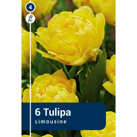Vh 16360 Tulipa double early Limousine 6db/cs 11/12