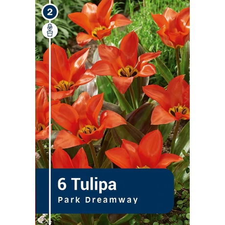 Vh 16361 Tulipa Greigii Park Dreamway 6db/cs 11/12