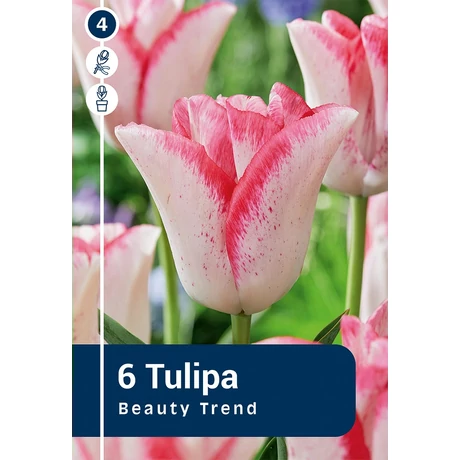 Vh 16362 Tulipa Triumph Beauty Trend 6db/cs 11/12