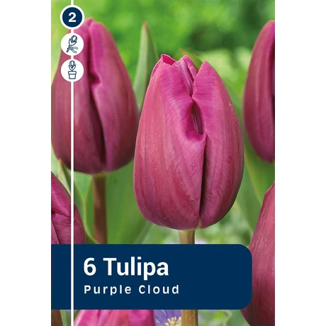 Vh 16364 Tulipa Triumph Purple Cloud 6db/cs 11/12