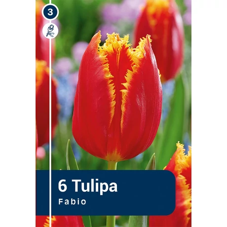 Vh 16367 Tulipa Crispa Fabio 6db/cs 11/12