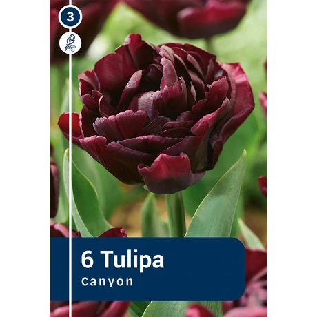 Vh 16369 Tulipa Double late Canyon 6db/cs 11/12