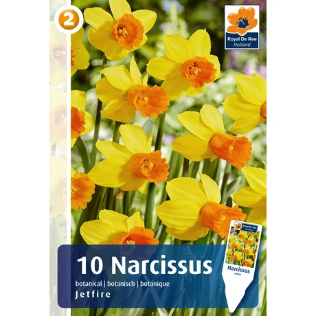 Vh 16373 Narcissus Botanical Jetfire 10db/cs 10/12