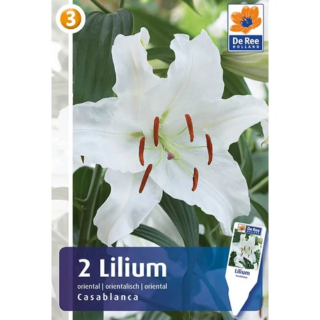 Vh 16374 Lilium Oriental Casa Blanca 2db/cs 16/18
