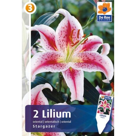 Vh16378 Lilium Oriental Stargazer 2db/csom