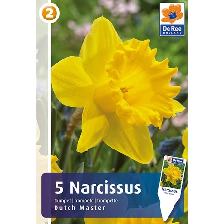 Vh 16311 Narcissus Trumpet Dutch Master 5db/cs 12/14