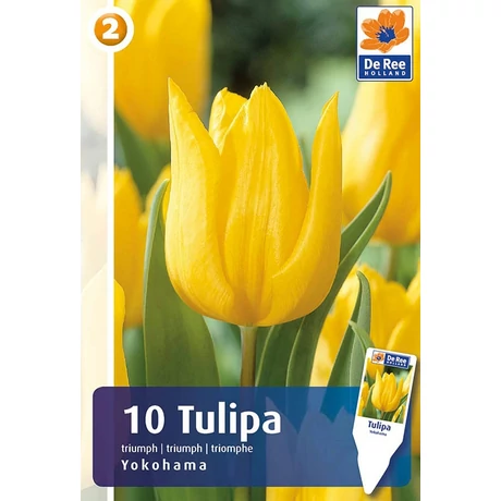 Vh16220 Tulipán Triumph Yokohama 10db/csom