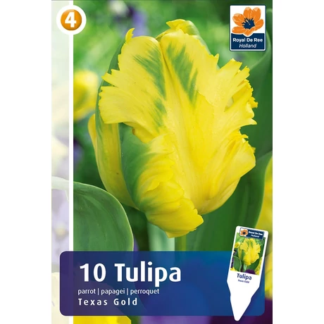 Vh16267 Tulipán Parrot Texas Gold 10db/csom