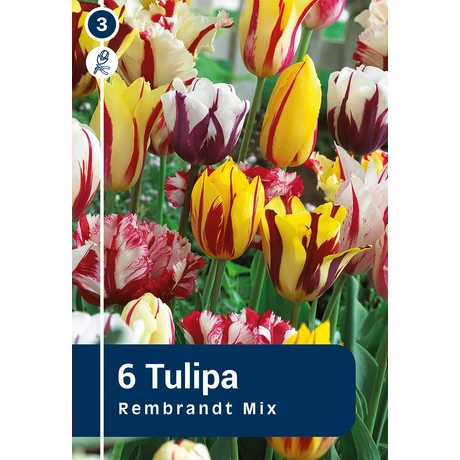 Vh 16287 Tulipa rembrandt Rembrandt Mix 6db/cs 11/12