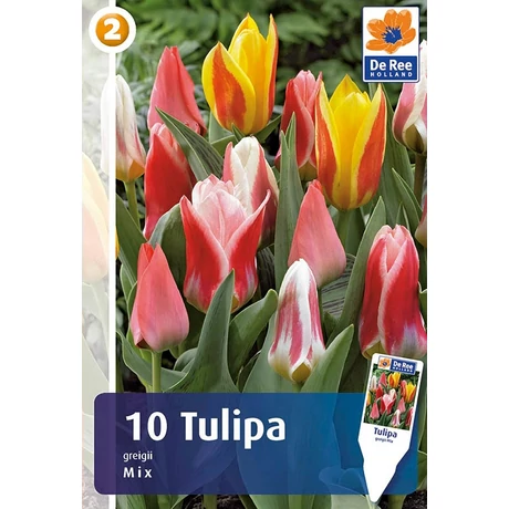 Vh16304 Tulipán Greigii Mix 10db/csom