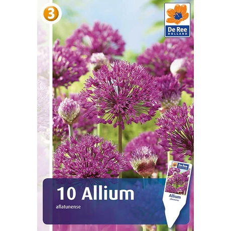 Vh 16385 Allium Allium Aflatunense 10db/cs 10/12