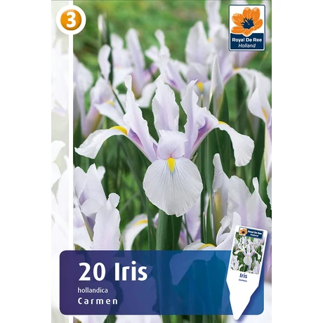 Vh 16416  Iris Hollandica Carmen 20db/cs 8/9