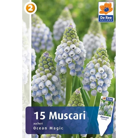 Vh16821 Muscari Ocean Magic 15db/cs