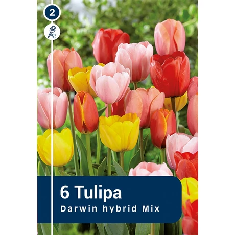 Vh 16256 Tulipa Darwin hybride Darwin Hybrid Mix 6db/cs 11/12