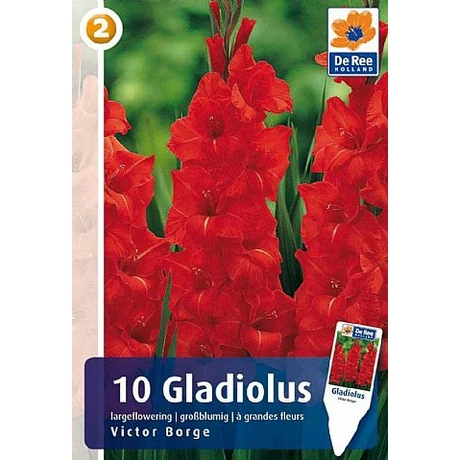 Vh08331 Gladiolus Largeflowering Victor Borge