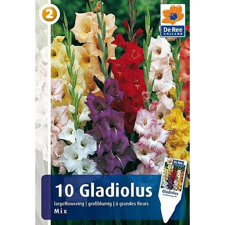 Vh08335 Gladiolus Largeflowering Mix