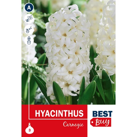 Vh16037 Hyacinth Carnegie 3/cs