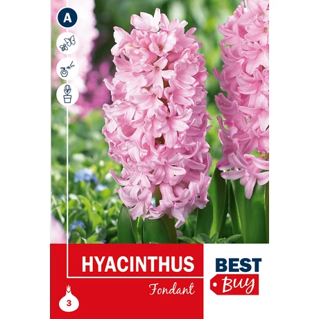 Vh 16017 Hyacinthus Fondant 3db/cs 14/15