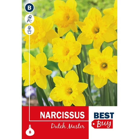 Vh 16027 Narcissus trumpet Dutch Master 8db/cs 10/12
