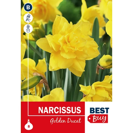 Vh 16039 Narcissus dbl. Golden Ducat 8db/cs 10/12