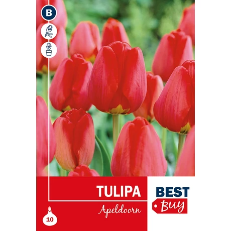 Vh 16004 Tulipa Darwin H. Apeldoorn 7db/cs 10/11