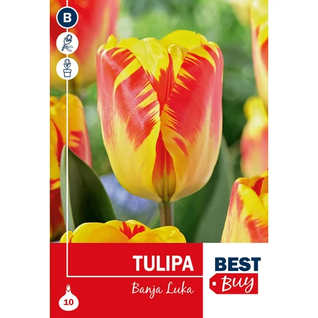 Vh 16030 Tulipa Darwin H. Banja Luka 5db/cs 10/11