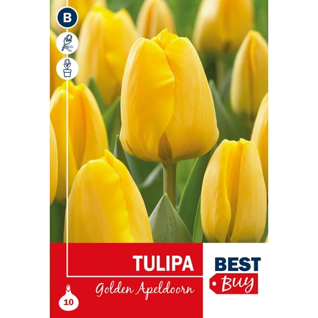 Vh 16002 Tulipa Darwin H. Golden Apeldoorn 5db/cs 10/11