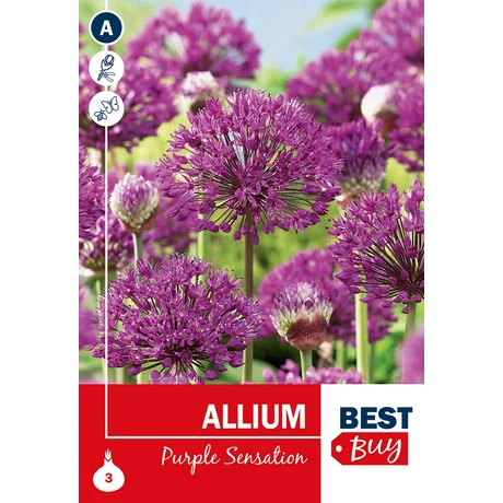 Vh 16036  Allium Purple Sensation 3db/cs 10/12