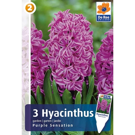 Vh 16487 Hyacinthus Purple Sensation 3db/cs 15/16