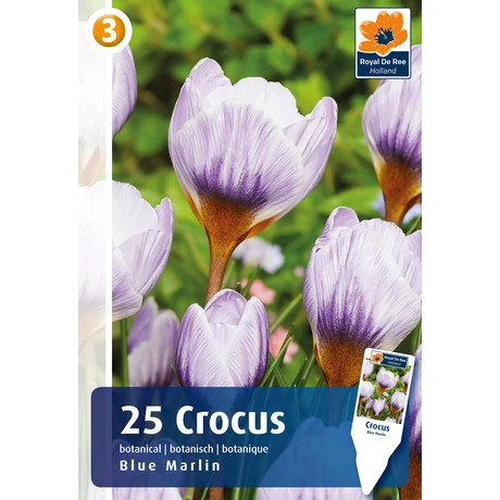 Vh 16380 Crocus Botanical Blue Marlin 25db/cs 5/+