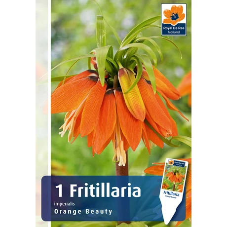 Vh 16381  Fritillaria Imperialis Oange Beauty 1db/cs 20/24