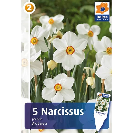 Vh 16326 Narcissus Small cupped Actaea 5db/cs 12/14