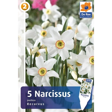 Vh 16497 Narcissus Small cupped Recurvus 5db/cs 12/14