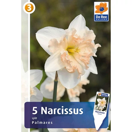 Vh 16333 Narcissus Orchid Palmares 5db/cs 12/14