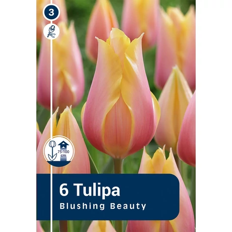 Vh 16805 Tulipa Single late Blushing Beauty (long stems) 6db/cs 11/12