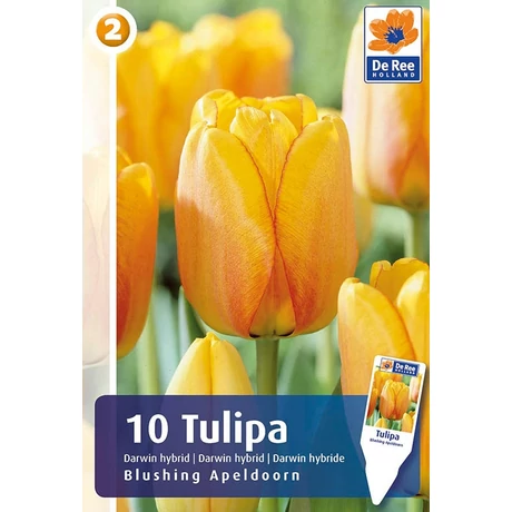 Vh16253 Tulipán Darwin Hybrid Blushing Apeldoorn 10db/csom