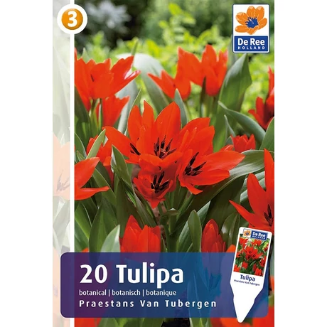 Vh16291 Tulipán Botanical Praestans van Tubergen 20db/csom