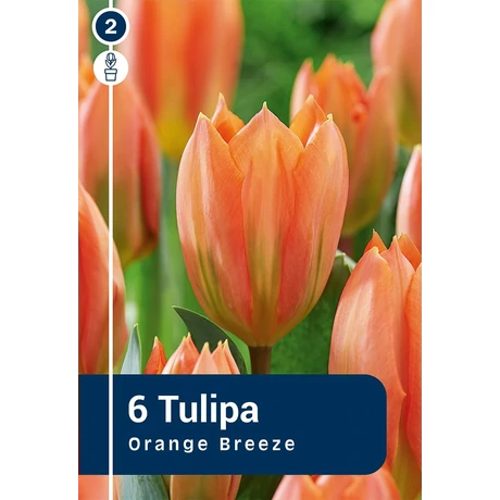 Vh 16296 Tulipa Fosteriana Orange Breeze 6db/cs 11/12
